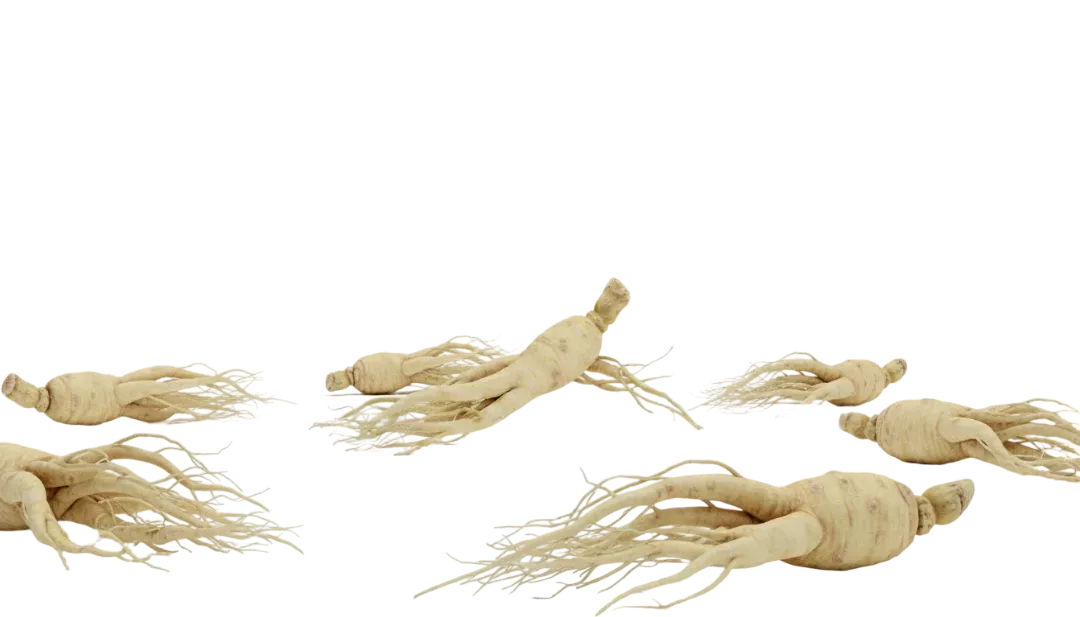 White ginseng for hair: ginsenosides, circulation and the growth phase
